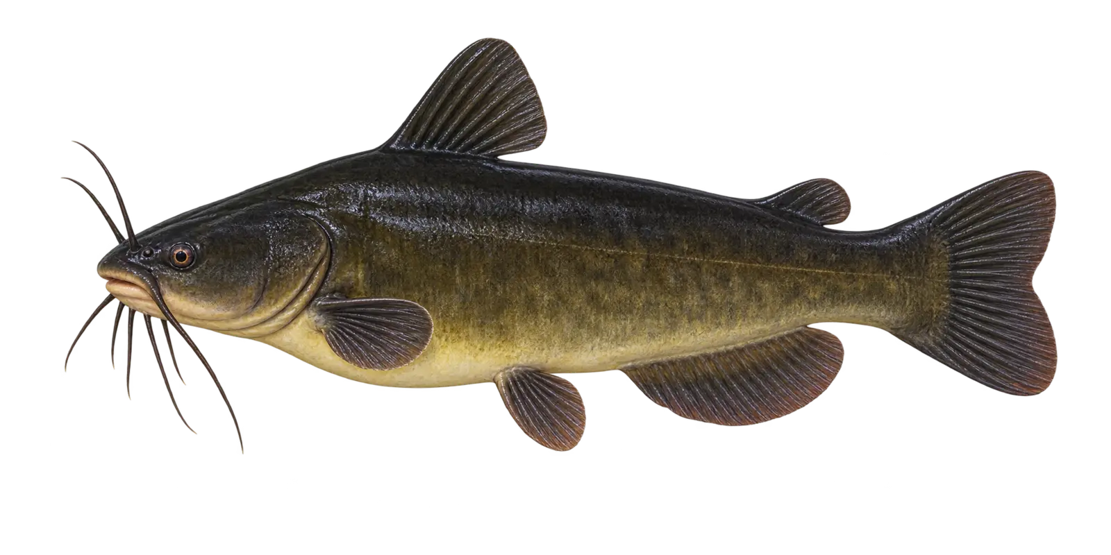 Natural-history illustration of a Black Bullhead in side profile for the Sand Lake near Squaw Lake species guide
