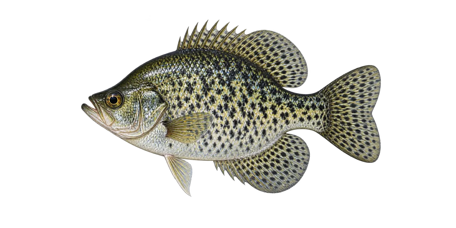 Natural-history illustration of a Black Crappie in side profile for the Leech Lake species guide