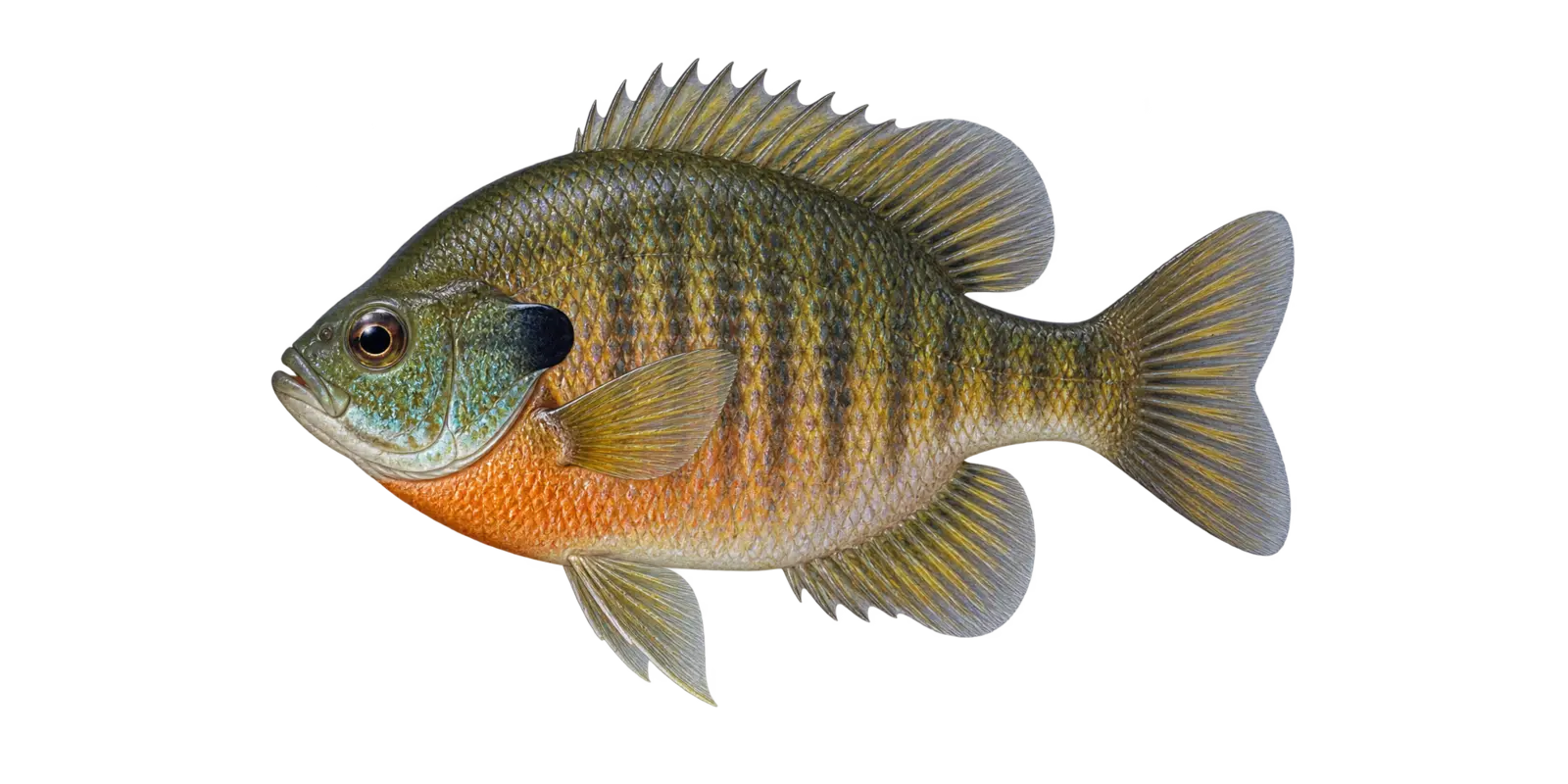 Natural-history illustration of a Bluegill in side profile for the Leech Lake species guide