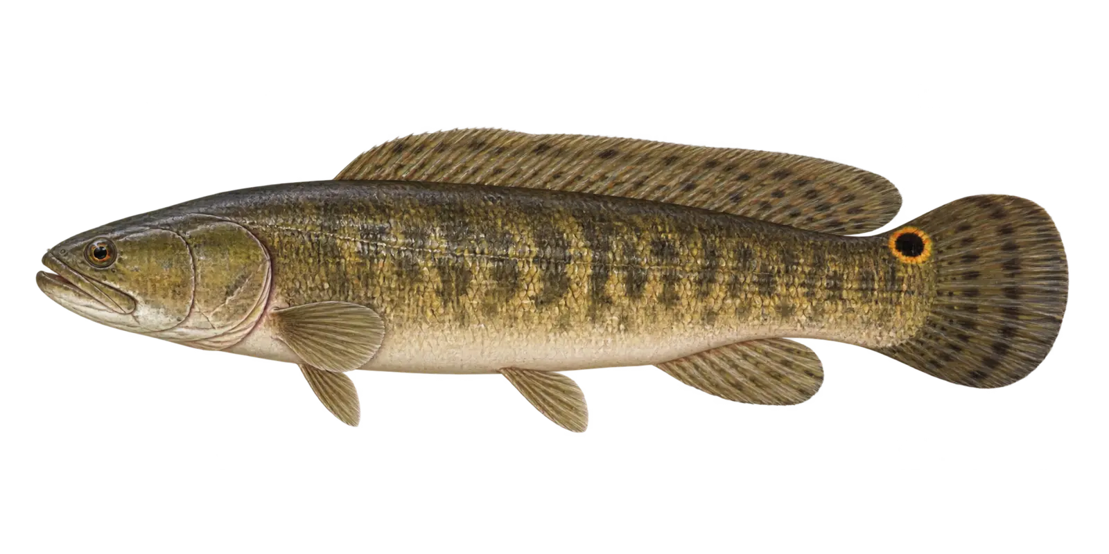 Natural-history illustration of a Bowfin in side profile for the Leech Lake species guide