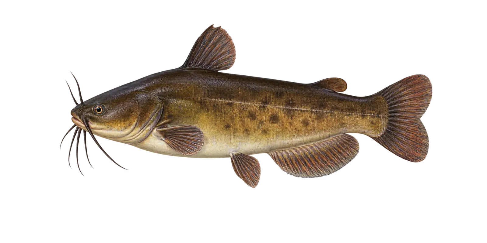 Natural-history illustration of a Brown Bullhead in side profile for the Leech Lake species guide