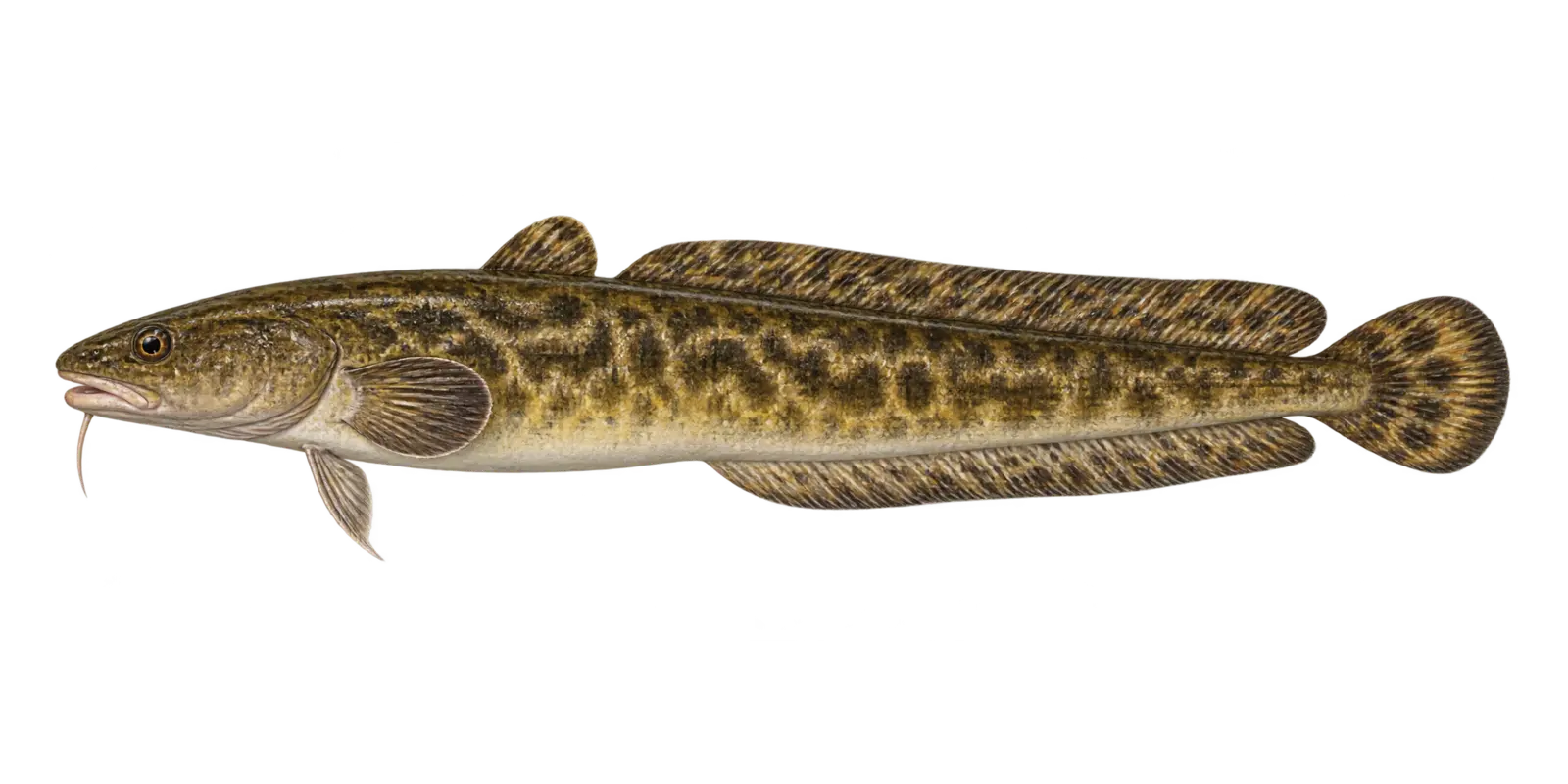 Natural-history illustration of a Burbot in side profile for the Leech Lake species guide