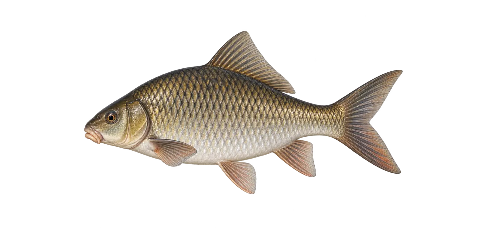 Representative illustration for the general Carpsucker listing in Lake of the Woods, showing deep body and small underslung mouth