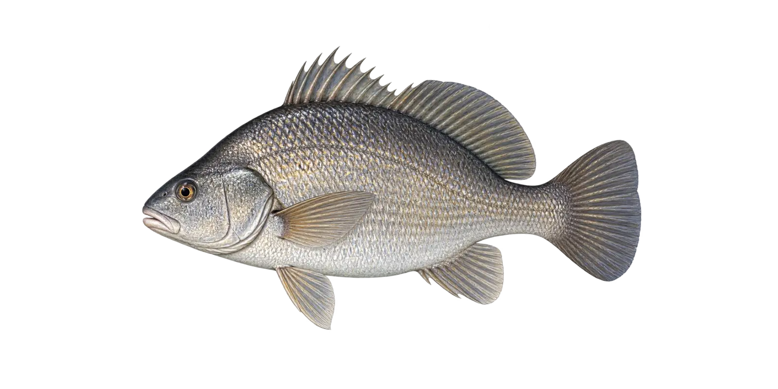 Natural-history illustration of a Freshwater Drum in side profile for the Upper Red Lake species guide