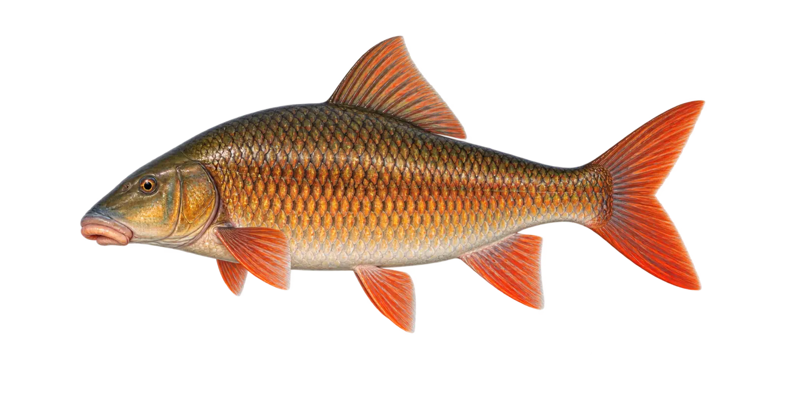Natural-history illustration of a Greater Redhorse in side profile for the Cass Lake species guide