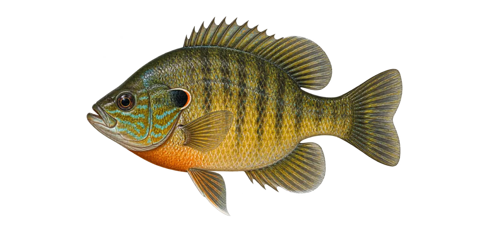 Natural-history illustration of a Hybrid Sunfish in side profile for the Leech Lake species guide