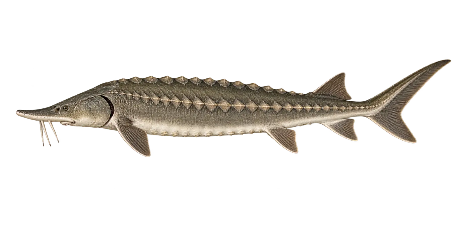 Natural-history illustration of a Lake Sturgeon in side profile for the Red Lake Fishing Guide