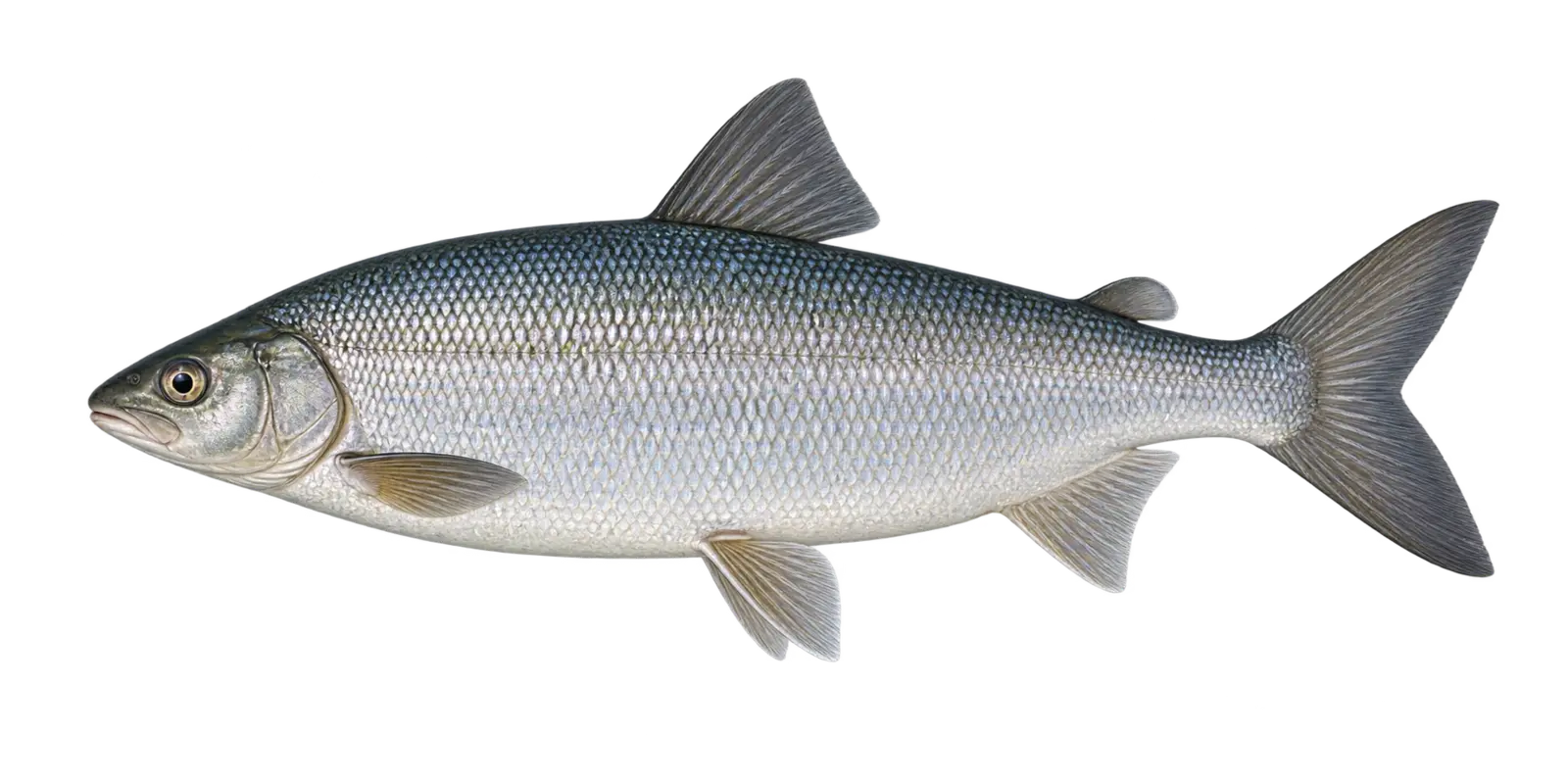 Natural-history illustration of a Lake Whitefish in side profile for the Leech Lake species guide