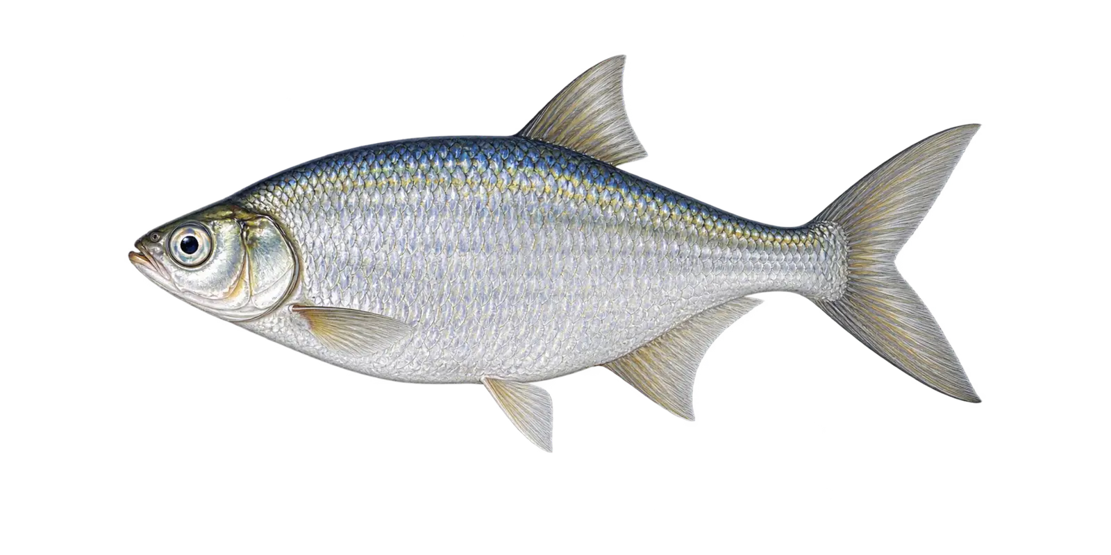 Natural-history illustration of a Mooneye in side profile for the Lake of the Woods species guide