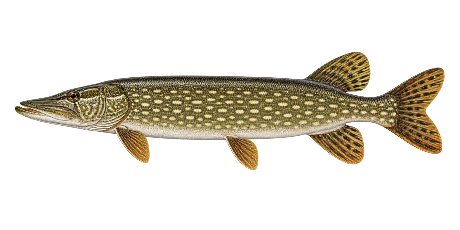 Natural-history illustration of a Northern Pike in side profile for the Leech Lake Fishing Guide