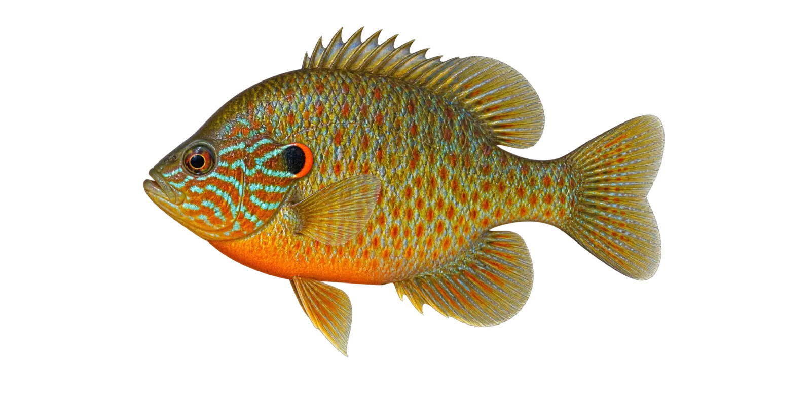 Natural-history illustration of a Pumpkinseed in side profile for the Leech Lake species guide