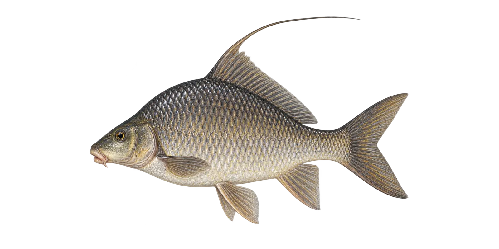 Natural-history illustration of a Quillback in side profile for the Upper Red Lake species guide