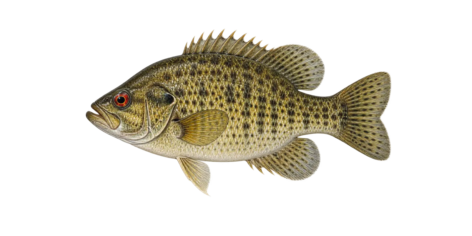 Natural-history illustration of a Rock Bass in side profile for the Leech Lake species guide