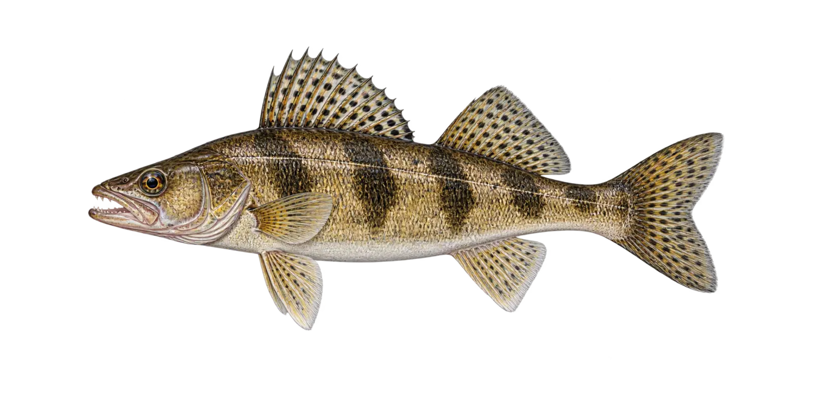 Natural-history illustration of a Sauger in side profile for the Lake of the Woods Fishing Guide