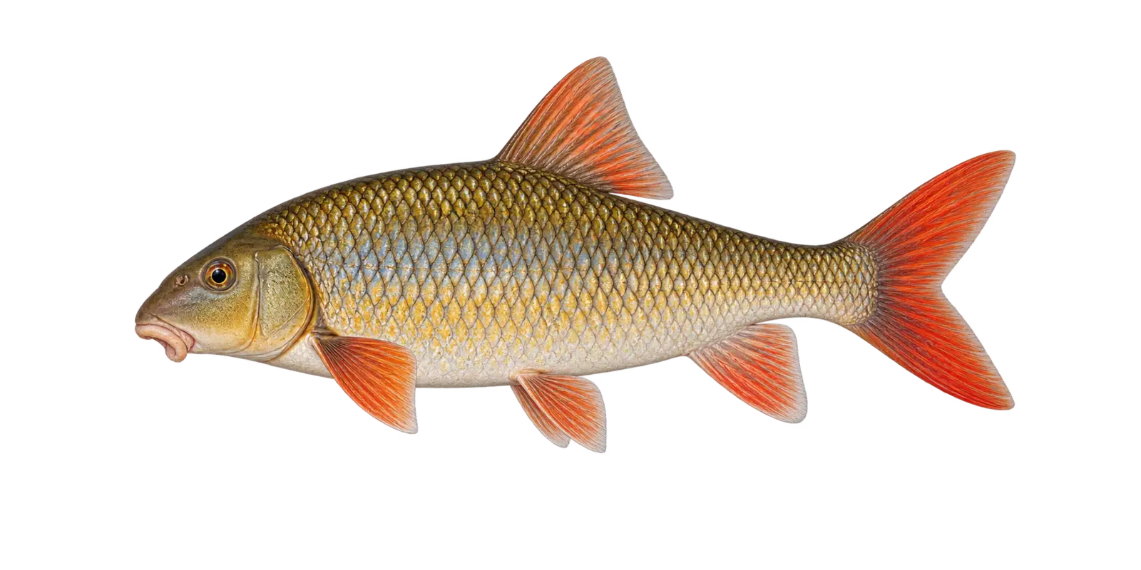 Natural-history illustration of a Shorthead Redhorse in side profile for the Sand Lake near Squaw Lake species guide
