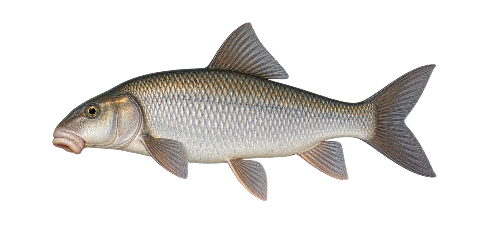Natural-history illustration of a Silver Redhorse in side profile for the Sand Lake near Squaw Lake species guide