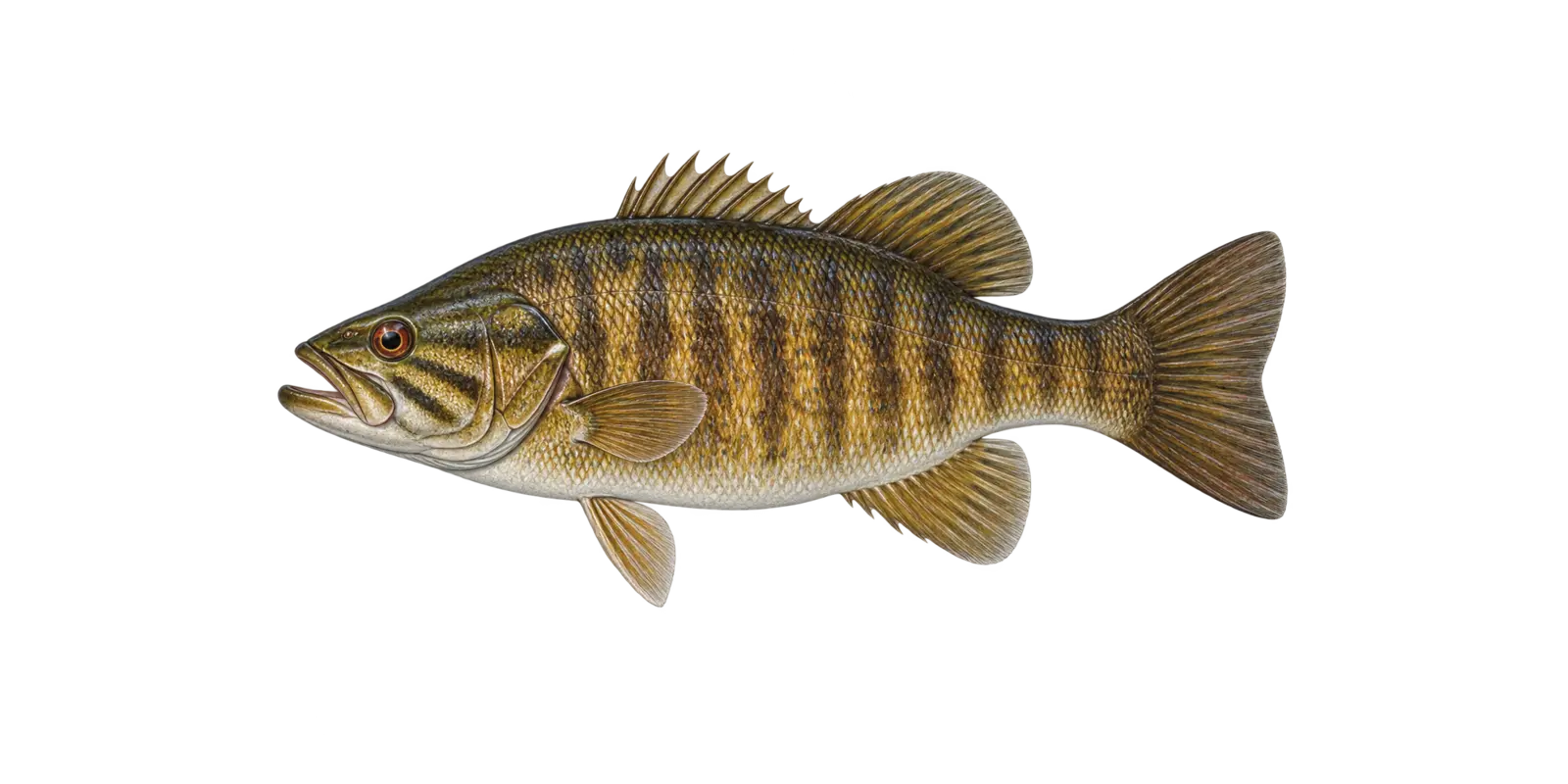 Natural-history illustration of a Smallmouth Bass in side profile for the Leech Lake Fishing Guide
