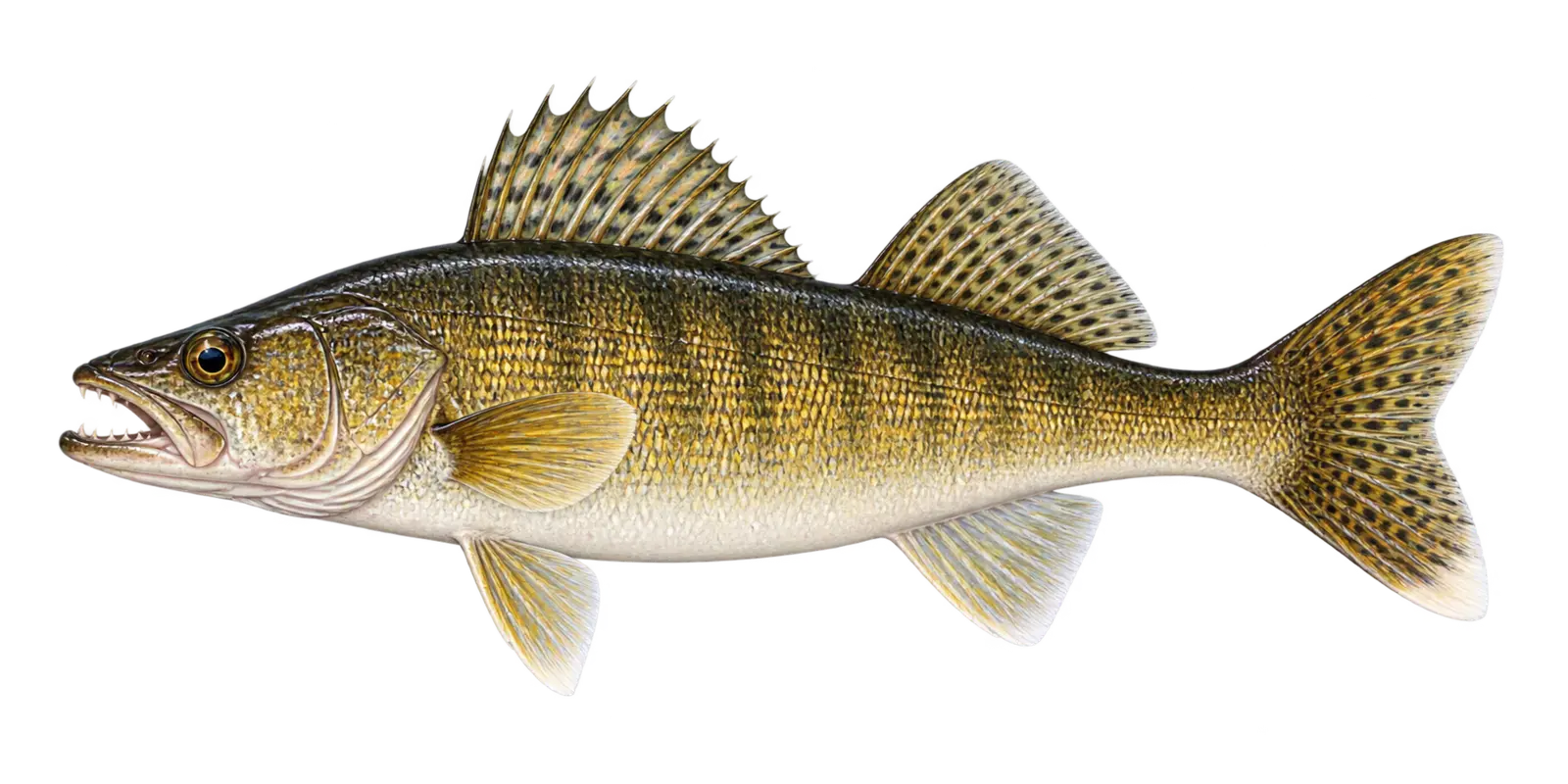 Natural-history illustration of a Walleye in side profile for the Leech Lake Fishing Guide