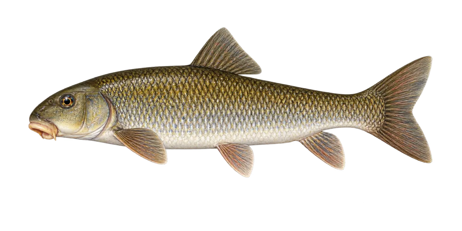 Natural-history illustration of a White Sucker in side profile for the Leech Lake species guide