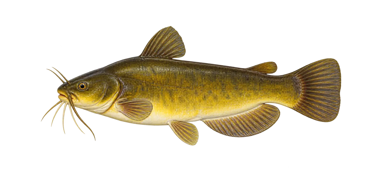 Natural-history illustration of a Yellow Bullhead in side profile for the Leech Lake species guide