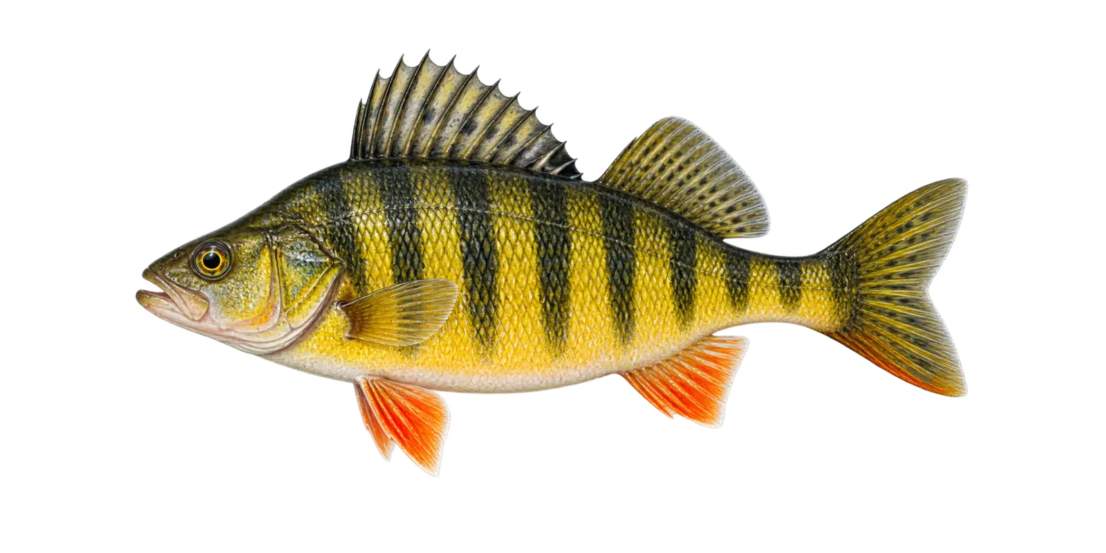 Natural-history illustration of a Yellow Perch in side profile for the Leech Lake Fishing Guide