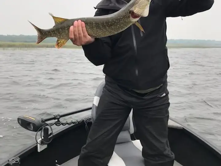 Northern Minnesota guided fishing trip photo for the Ball Club Lake fishing report