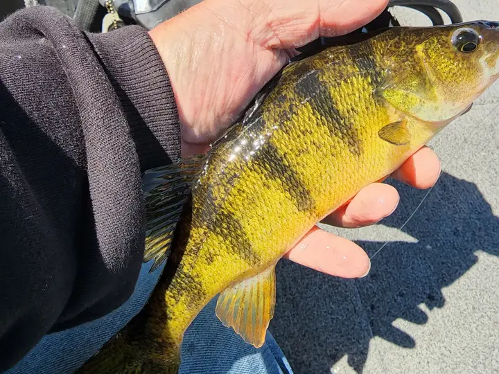 Northern Minnesota guided fishing trip photo for the Cass Lake fishing report