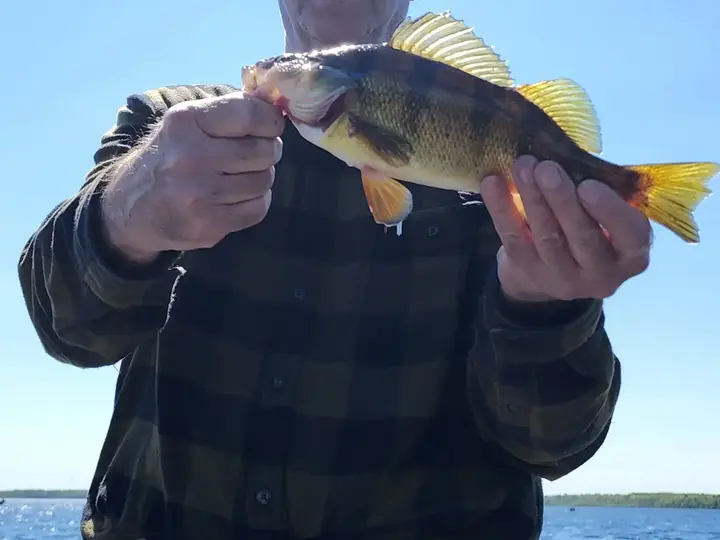 Northern Minnesota guided fishing trip photo for the Round Lake fishing report