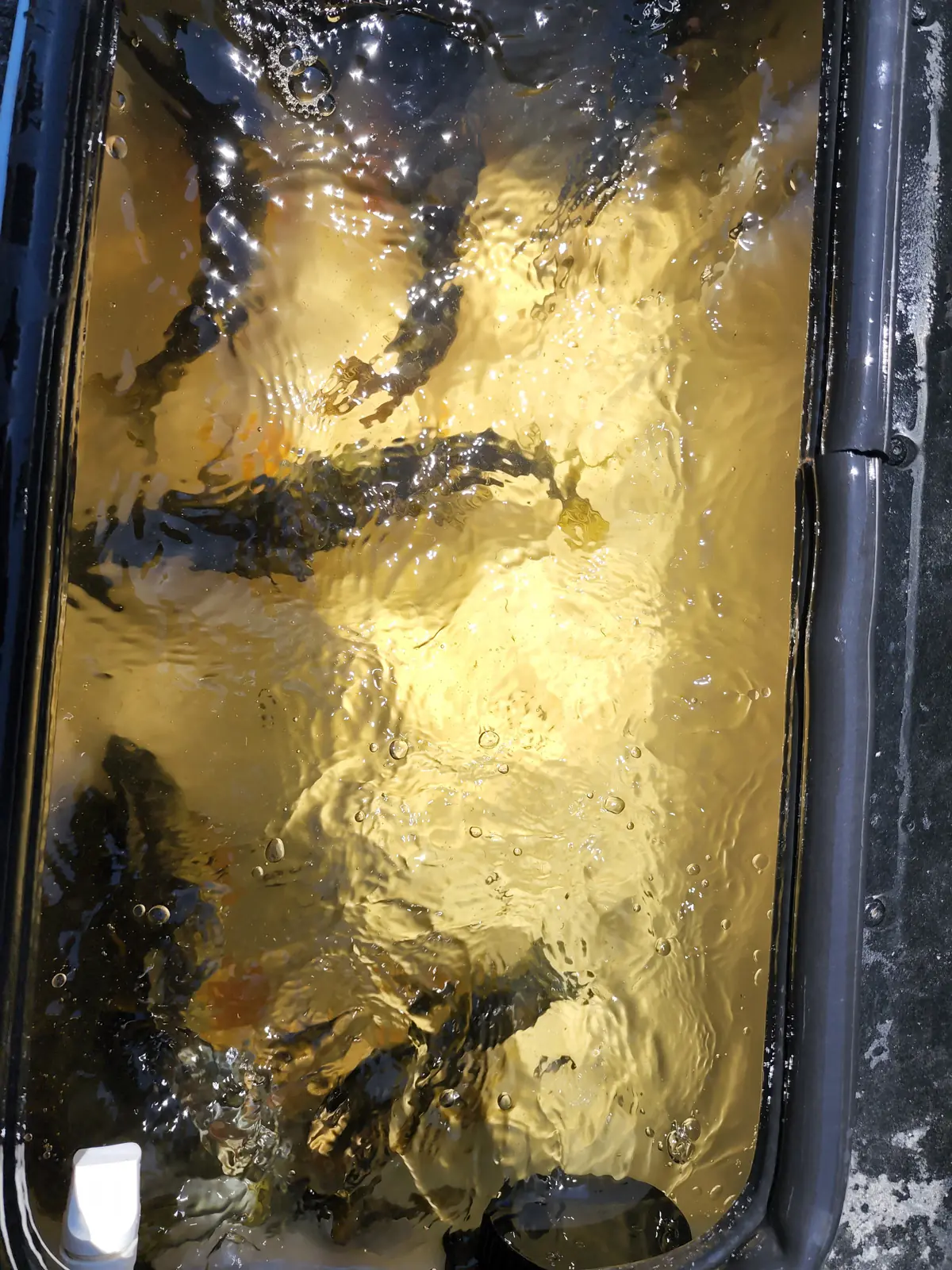 Sand Lake Fishing Guide catch in the boat livewell